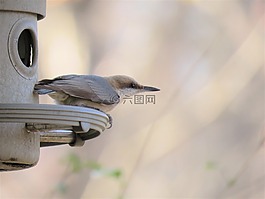 鳥,自然,野生動物