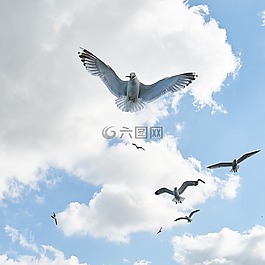 海鷗,鳥,飛