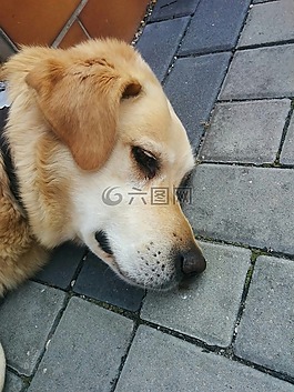 狗,動物,寵物