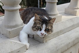 貓,動物,可愛