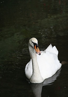 天鵝,動(dòng)物,鳥(niǎo)