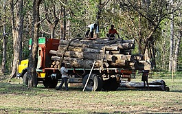 木材,貨車,卡車