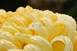 露水,菊花,黄色