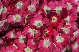 馬鞭,粉紅色,花