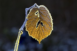 葉子,霜,寒冬