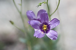 紫色,花,夏天