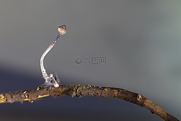 蘑菇,性質(zhì),小蘑菇