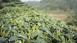 春天,高山,茶園