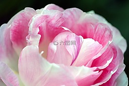 牡丹,花,植物