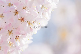 美丽,粉红色,植物