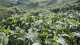 春天,高山,茶園