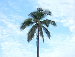 棕櫚樹(shù),天堂,云