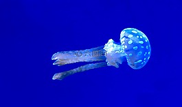 水下,海蜇,自然