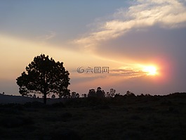 樹,太陽,日落