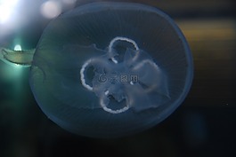 海蜇,海,海洋