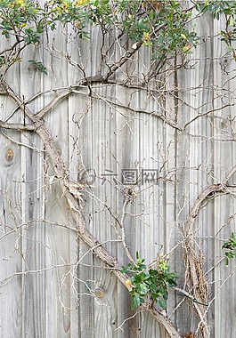 籬笆,墻上的植物,枝杈