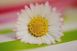 春天的草地,野花,雛菊