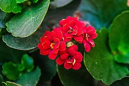 性質(zhì),小花,野生