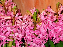 春天,風信子,花
