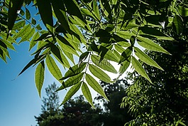 背光,葉,太陽(yáng)
