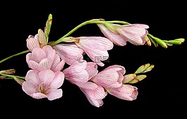 灯泡,花,粉红色