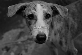 狗,單色,黑暗