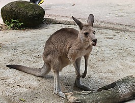 袋鼠,動物,餓