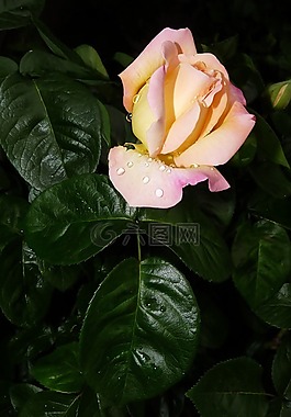雨點(diǎn),和平玫瑰,花園