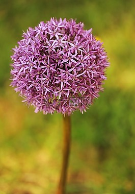 性質(zhì),花,廠