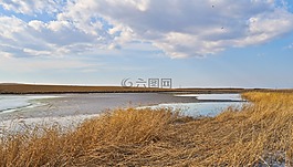 云,蘆葦,天空