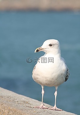 鳥,動物區(qū)系,性質