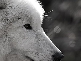 狼,polarwolf,野生動(dòng)物
