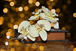蘭花,鮮花,花