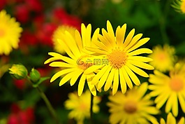 鮮花,黃色,關(guān)閉