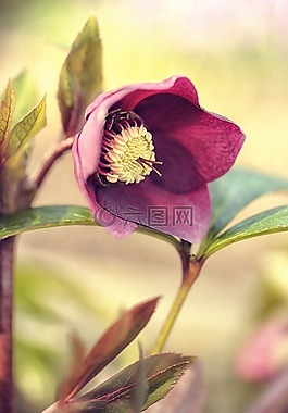 花,性質(zhì),廠