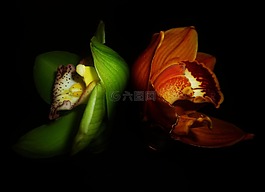 蘭花,花,對比