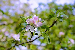 蘋果樹,春天,果園