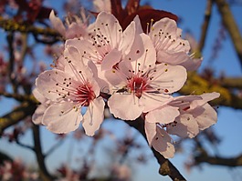 花,開花,春天