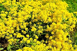 鮮花,廠,黃色