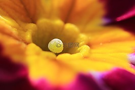雌蕊,花,性質(zhì)