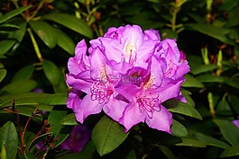 花,開花,紫