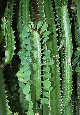 植物,仙人掌,香料