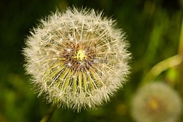 蒲公英,指出花,性質(zhì)