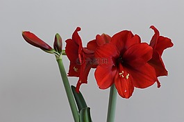 花卉,朱顶红,红色