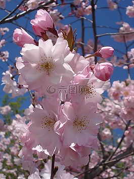 花,開花,櫻桃