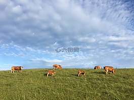 牧场,奶牛,牛