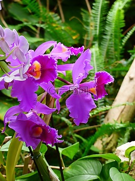 蘭花,紫,開(kāi)花