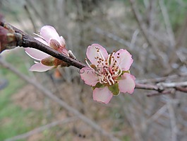 杏花,開花,盛開