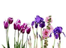 虹膜,郁金香,鮮花