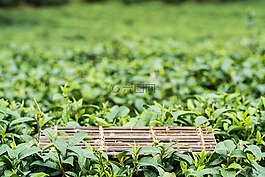 春天,高山,茶園